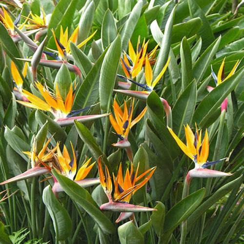 Bird of Paradise, Strelitzia Reginae, outdoor - www.FOP.ae Buy online Best and Healthy Plants and quality products guarantee in Dubai Plants Shop in Dubai Abu Dhabi all over UAE Plants near me Fresh Plants in Dubai where to buy plants in UAE - FOP.ae