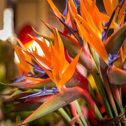 Bird of Paradise, Strelitzia Reginae, outdoor - www.FOP.ae Buy online Best and Healthy Plants and quality products guarantee in Dubai Plants Shop in Dubai Abu Dhabi all over UAE Plants near me Fresh Plants in Dubai where to buy plants in UAE - FOP.ae