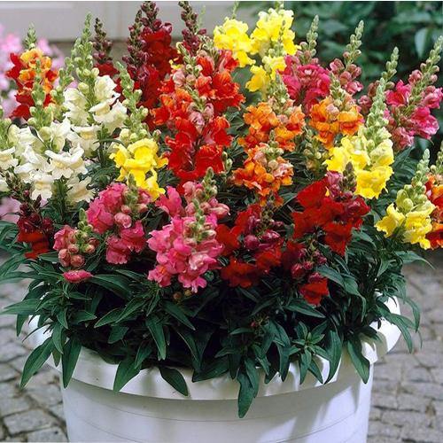 Antirrhium Majus, Snapdragon, Antirrhinum (small) - www.FOP.ae Buy online Best and Healthy Plants and quality products guarantee in Dubai Plants Shop in Dubai Abu Dhabi all over UAE Plants near me Fresh Plants in Dubai where to buy plants in UAE - FOP.ae