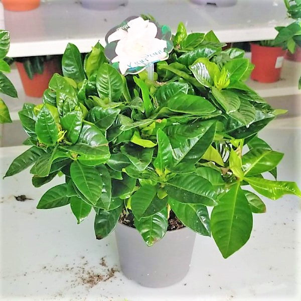 Cape Jasmine, Gardenia Jasminoides, indoor - www.FOP.ae Buy online Best and Healthy Plants and quality products guarantee in Dubai Plants Shop in Dubai Abu Dhabi all over UAE Plants near me Fresh Plants in Dubai where to buy plants in UAE - FOP.ae