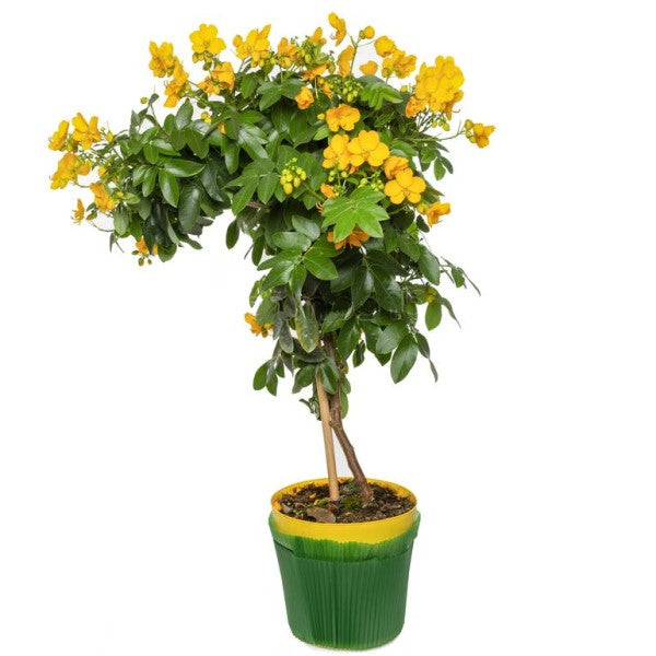 Cassia Bicapsularis, Butterfly bush - www.FOP.ae Buy online Best and Healthy Plants and quality products guarantee in Dubai Plants Shop in Dubai Abu Dhabi all over UAE Plants near me Fresh Plants in Dubai where to buy plants in UAE - FOP.ae