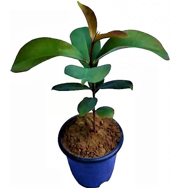 Black Plum, Syzygium Cumini, Java Plum, Jamun, Jambolan - www.FOP.ae Buy online Best and Healthy Plants and quality products guarantee in Dubai Plants Shop in Dubai Abu Dhabi all over UAE Plants near me Fresh Plants in Dubai where to buy plants in UAE - FOP.ae