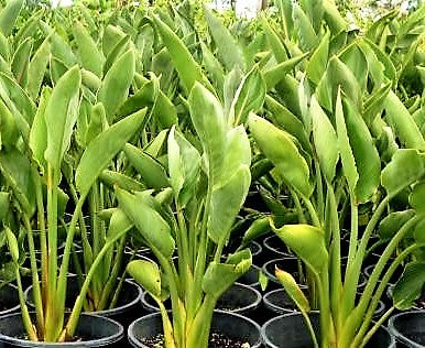 Bird of Paradise, Strelitzia Reginae, Indoor - www.FOP.ae Buy online Best and Healthy Plants and quality products guarantee in Dubai Plants Shop in Dubai Abu Dhabi all over UAE Plants near me Fresh Plants in Dubai where to buy plants in UAE - FOP.ae