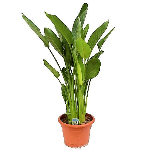 Bird of Paradise, Strelitzia Reginae, Indoor - www.FOP.ae Buy online Best and Healthy Plants and quality products guarantee in Dubai Plants Shop in Dubai Abu Dhabi all over UAE Plants near me Fresh Plants in Dubai where to buy plants in UAE - FOP.ae