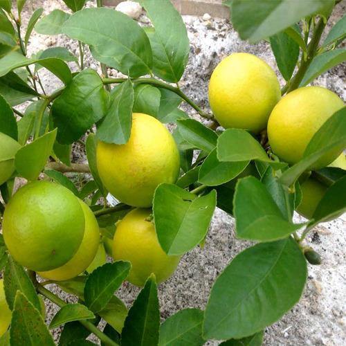 Lime, Binzaheer - www.FOP.ae Buy online Best and Healthy Plants and quality products guarantee in Dubai Plants Shop in Dubai Abu Dhabi all over UAE Plants near me Fresh Plants in Dubai where to buy plants in UAE - FOP.ae