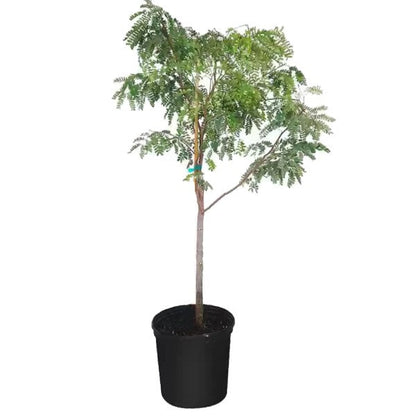 Tamarind Tree, Tamarindus Indica