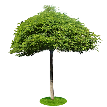 Tamarind Tree, Tamarindus Indica - www.FOP.ae Buy online Best and Healthy Plants and quality products guarantee in Dubai Plants Shop in Dubai Abu Dhabi all over UAE Plants near me Fresh Plants in Dubai where to buy plants in UAE - FOP.ae
