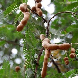 Tamarind Tree, Tamarindus Indica - www.FOP.ae Buy online Best and Healthy Plants and quality products guarantee in Dubai Plants Shop in Dubai Abu Dhabi all over UAE Plants near me Fresh Plants in Dubai where to buy plants in UAE - FOP.ae