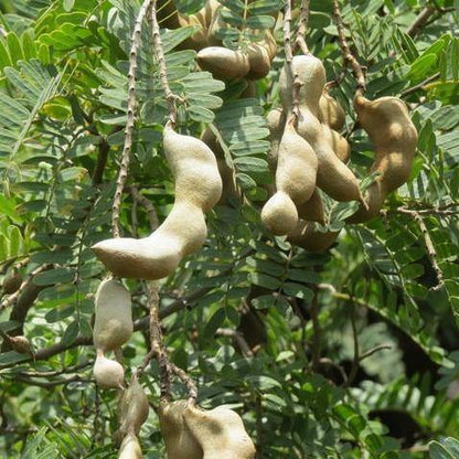 Tamarind Tree, Tamarindus Indica - www.FOP.ae Buy online Best and Healthy Plants and quality products guarantee in Dubai Plants Shop in Dubai Abu Dhabi all over UAE Plants near me Fresh Plants in Dubai where to buy plants in UAE - FOP.ae