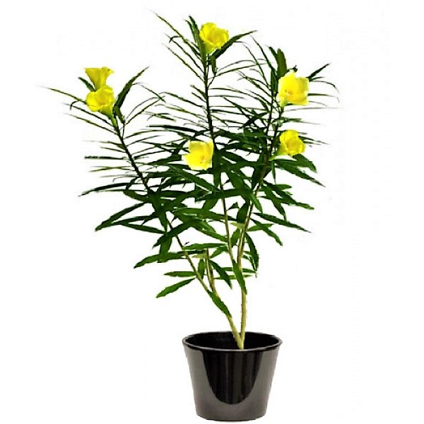 Thevetia Peruviana, Cascabela Thevetia - www.FOP.ae Buy online Best and Healthy Plants and quality products guarantee in Dubai Plants Shop in Dubai Abu Dhabi all over UAE Plants near me Fresh Plants in Dubai where to buy plants in UAE - FOP.ae