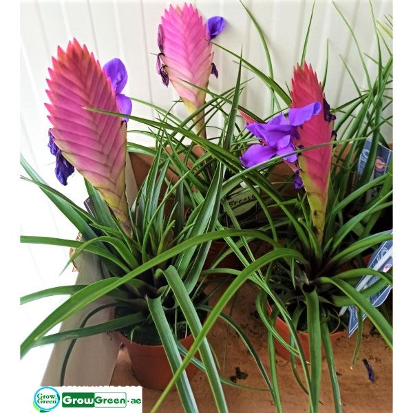Pink Quill Tillandsia Cyanea - www.FOP.ae Buy online Best and Healthy Plants and quality products guarantee in Dubai Plants Shop in Dubai Abu Dhabi all over UAE Plants near me Fresh Plants in Dubai where to buy plants in UAE - FOP.ae