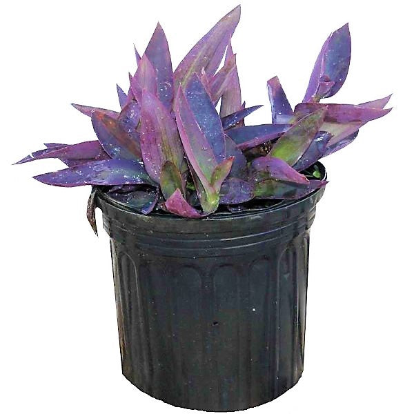 Setcreasea Purpurea, Purple Heart (small) - www.FOP.ae Buy online Best and Healthy Plants and quality products guarantee in Dubai Plants Shop in Dubai Abu Dhabi all over UAE Plants near me Fresh Plants in Dubai where to buy plants in UAE - FOP.ae