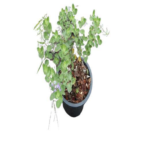 Vitex Rotundifolia, Beach Vitex - www.FOP.ae Buy online Best and Healthy Plants and quality products guarantee in Dubai Plants Shop in Dubai Abu Dhabi all over UAE Plants near me Fresh Plants in Dubai where to buy plants in UAE - FOP.ae