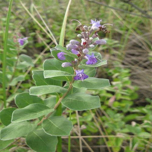 Vitex Rotundifolia, Beach Vitex - www.FOP.ae Buy online Best and Healthy Plants and quality products guarantee in Dubai Plants Shop in Dubai Abu Dhabi all over UAE Plants near me Fresh Plants in Dubai where to buy plants in UAE - FOP.ae