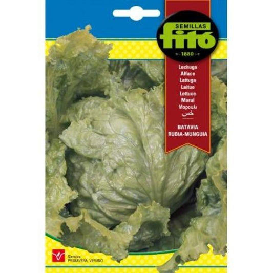 Lettuce Batavia Rubia Munguia Seeds - www.FOP.ae Buy online Best and Healthy Plants and quality products guarantee in Dubai Plants Shop in Dubai Abu Dhabi all over UAE Plants near me Fresh Plants in Dubai where to buy plants in UAE - FOP.ae