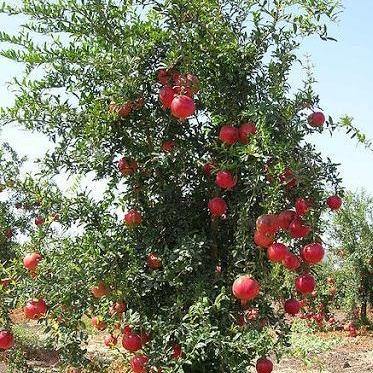 Pomegranate Tree, Punica Granatum - www.FOP.ae Buy online Best and Healthy Plants and quality products guarantee in Dubai Plants Shop in Dubai Abu Dhabi all over UAE Plants near me Fresh Plants in Dubai where to buy plants in UAE - FOP.ae