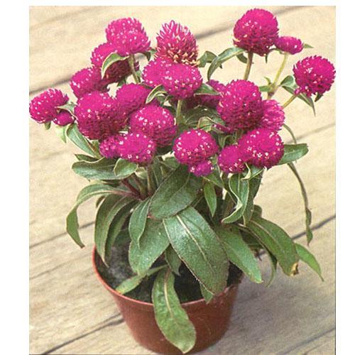Gompherena Flowers (small) - www.FOP.ae Buy online Best and Healthy Plants and quality products guarantee in Dubai Plants Shop in Dubai Abu Dhabi all over UAE Plants near me Fresh Plants in Dubai where to buy plants in UAE - FOP.ae