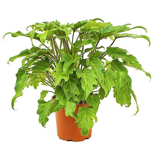 Philodendron xanadu - www.FOP.ae Buy online Best and Healthy Plants and quality products guarantee in Dubai Plants Shop in Dubai Abu Dhabi all over UAE Plants near me Fresh Plants in Dubai where to buy plants in UAE - FOP.ae