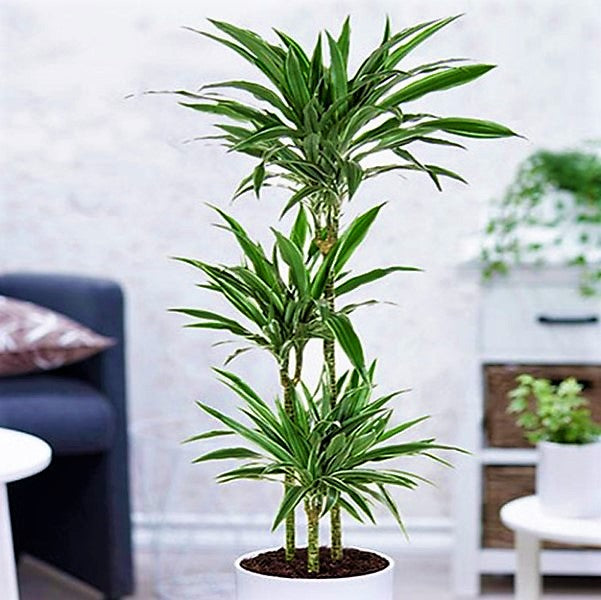 Dracaena deremensis Warneckei - www.FOP.ae Buy online Best and Healthy Plants and quality products guarantee in Dubai Plants Shop in Dubai Abu Dhabi all over UAE Plants near me Fresh Plants in Dubai where to buy plants in UAE - FOP.ae