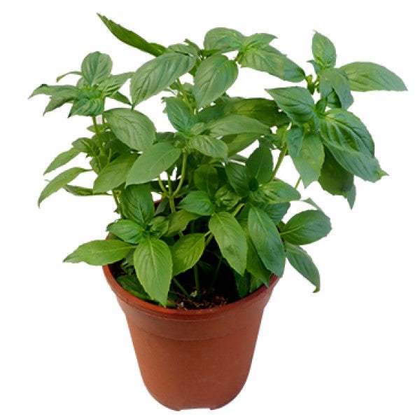 Rehan Herb, Persian Basil, Ocimum Basilicum - www.FOP.ae Buy online Best and Healthy Plants and quality products guarantee in Dubai Plants Shop in Dubai Abu Dhabi all over UAE Plants near me Fresh Plants in Dubai where to buy plants in UAE - FOP.ae