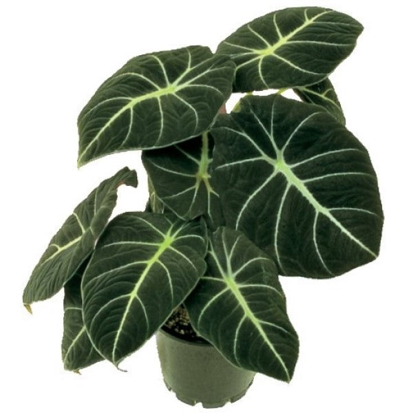 Alocasia Black Velvet Dwarf - www.FOP.ae Buy online Best and Healthy Plants and quality products guarantee in Dubai Plants Shop in Dubai Abu Dhabi all over UAE Plants near me Fresh Plants in Dubai where to buy plants in UAE - FOP.ae