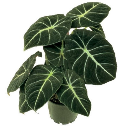 Alocasia Black Velvet Dwarf - www.FOP.ae Buy online Best and Healthy Plants and quality products guarantee in Dubai Plants Shop in Dubai Abu Dhabi all over UAE Plants near me Fresh Plants in Dubai where to buy plants in UAE - FOP.ae