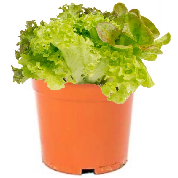 Lettuce, Lactuca Sativa - www.FOP.ae Buy online Best and Healthy Plants and quality products guarantee in Dubai Plants Shop in Dubai Abu Dhabi all over UAE Plants near me Fresh Plants in Dubai where to buy plants in UAE - FOP.ae