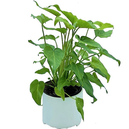 Philodendron xanadu - www.FOP.ae Buy online Best and Healthy Plants and quality products guarantee in Dubai Plants Shop in Dubai Abu Dhabi all over UAE Plants near me Fresh Plants in Dubai where to buy plants in UAE - FOP.ae