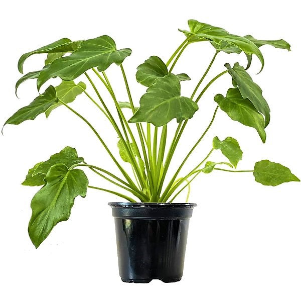 Philodendron xanadu - www.FOP.ae Buy online Best and Healthy Plants and quality products guarantee in Dubai Plants Shop in Dubai Abu Dhabi all over UAE Plants near me Fresh Plants in Dubai where to buy plants in UAE - FOP.ae