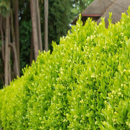 Dodonaea Viscosa, Hopbush - www.FOP.ae Buy online Best and Healthy Plants and quality products guarantee in Dubai Plants Shop in Dubai Abu Dhabi all over UAE Plants near me Fresh Plants in Dubai where to buy plants in UAE - FOP.ae