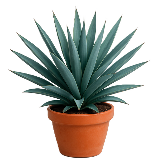 Yucca Desmetiana, Blue Boy